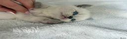 Scottish Fold cats for sale: 🐾 Gorgeous Kittens Looking for Forever Homes 🐾 - Advert 3