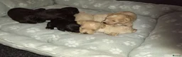 Mixed Breed dogs for sale: Border poodle puppies  in Gretna - Advert 6