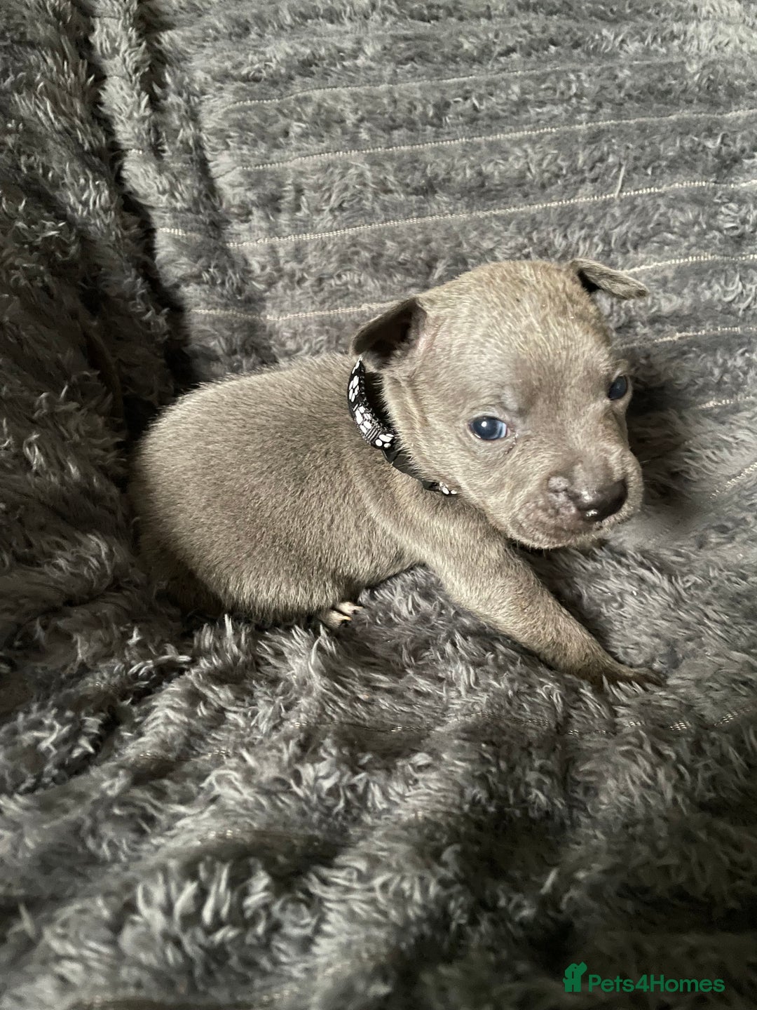 Staffordshire Bull Terrier dogs for sale: Blue Staffordshire Bull Terrier Puppies  - Advert 1