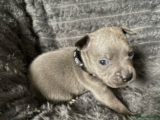 Staffordshire Bull Terrier dogs Blue Staffordshire Bull Terrier Puppies - Advert 4