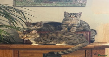Bengal cats - Advert 1