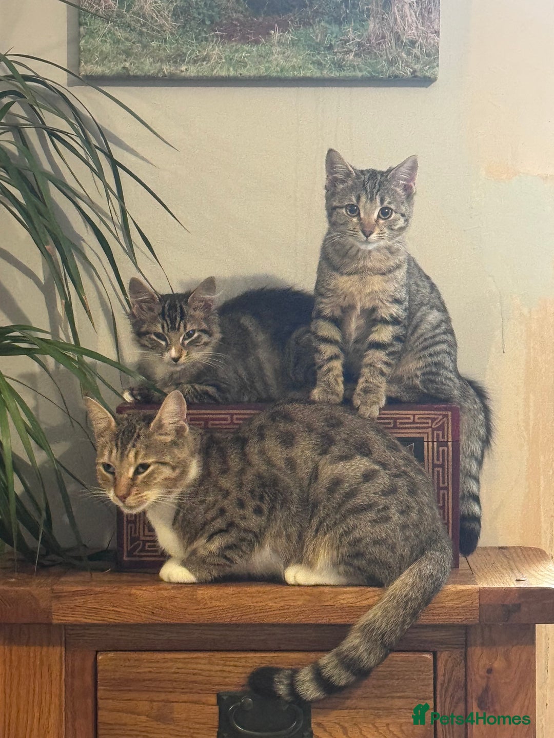 Bengal cats for sale: Bengal X Ragdoll - Image 2