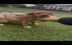 Jack Russell dogs for sale: Tri coloured Jack Russel pups  - Advert 10