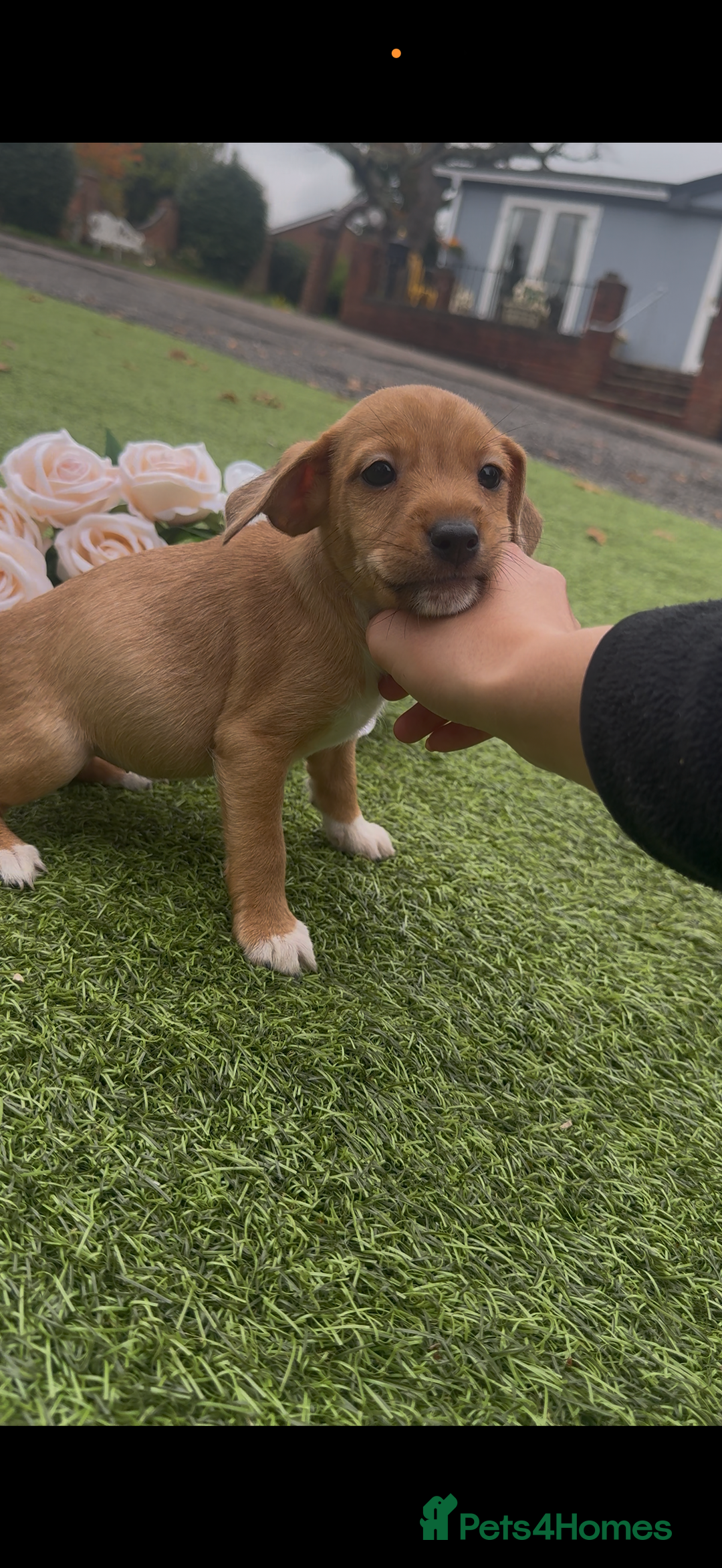 Jack Russell dogs for sale: Tri coloured Jack Russel pups  - Advert 10