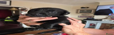 Labrador black