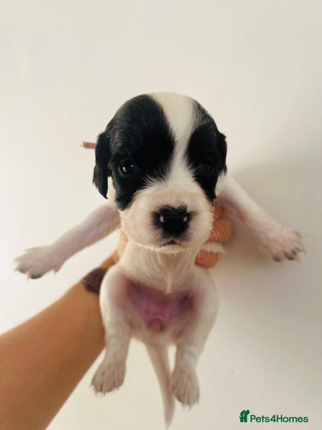 Sprocker dogs for sale: Sprocker/Cocker Puppies - Image 10