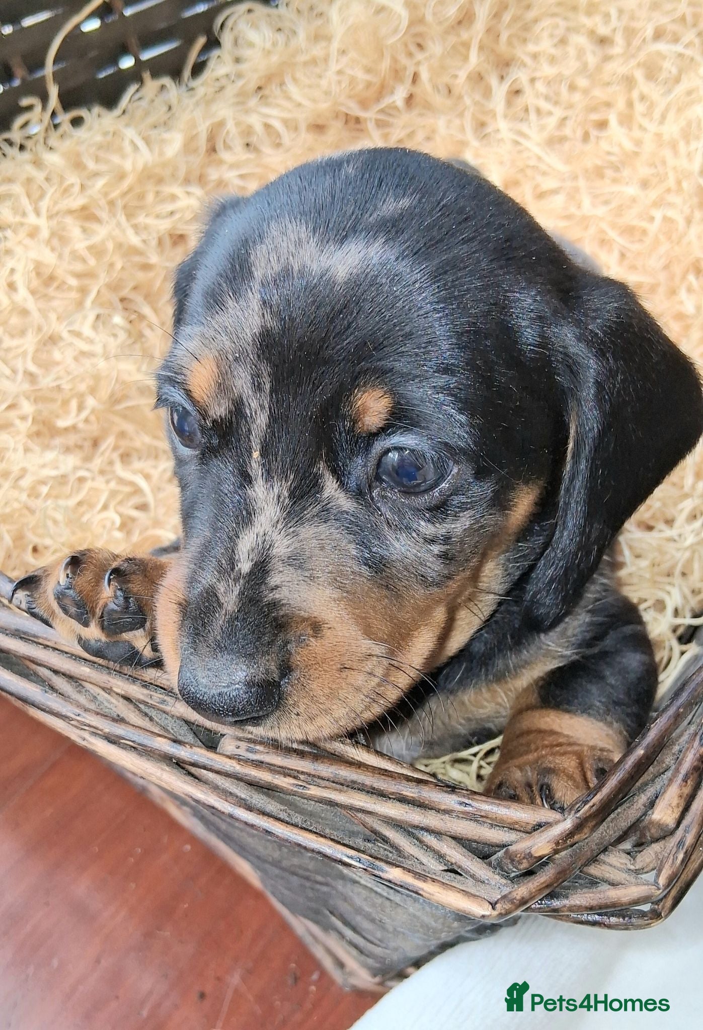Miniature Dachshund dogs KC REG. PRA CLEAR - Advert 6