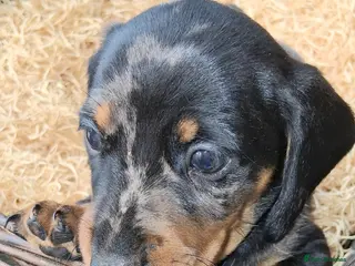 Miniature Dachshund dogs KC REG. PRA CLEAR - Advert 6