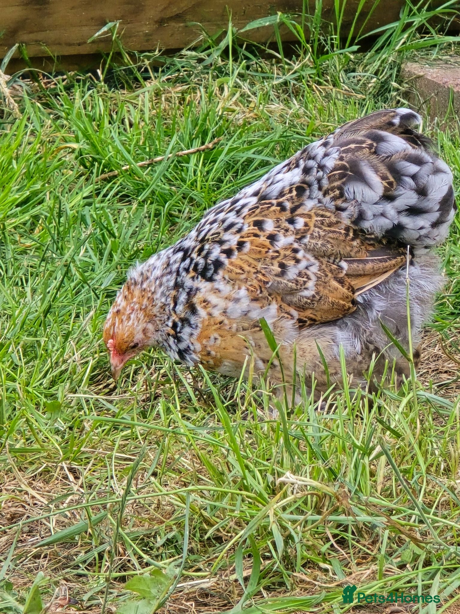 Chickens poultry Pekin Bantam pullets - Advert 13