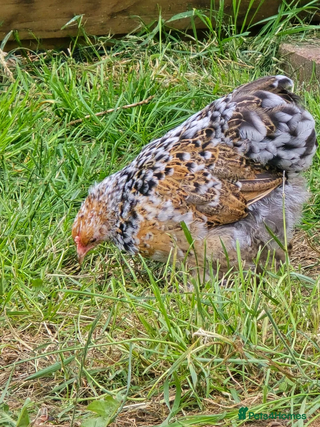 Chickens poultry for sale: Pekin Bantam pullets - Advert 1