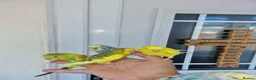Budgerigars birds for sale: Super silly hand tamed baby budgies  - Advert 2