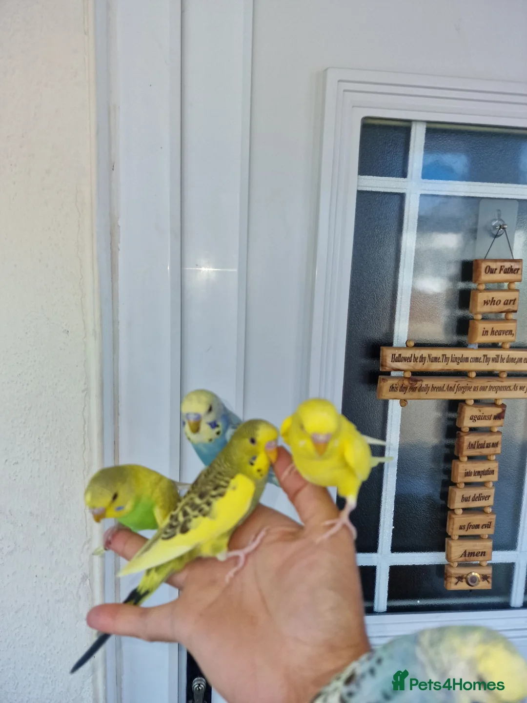 Budgerigars birds for sale: Super silly hand tamed baby budgies  - Advert 2