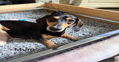 Miniature Dachshund dogs - Advert 4