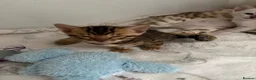 Bengal cats for sale: TICA reg Outstanding Bengal Kittens  - Advert 6