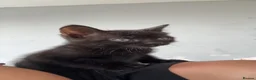 Mixed Breed cats for sale: 🚨🚨🚨✨ Beautiful Kittens — Ready to Go  - Advert 6