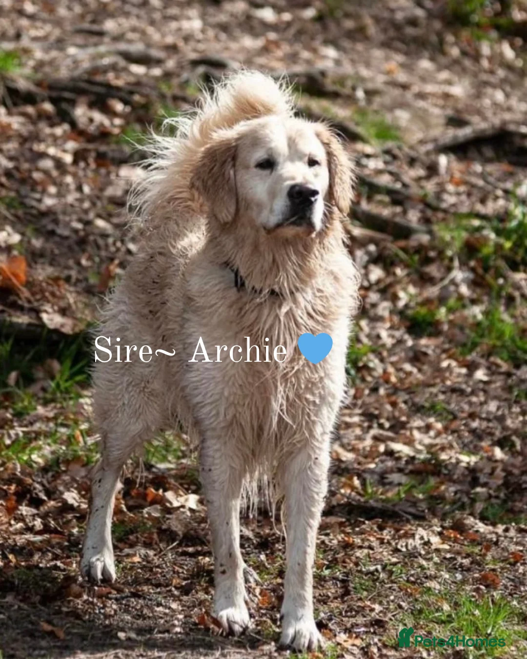 Golden Retriever dogs for sale: KC HEALTH TESTED PUPS *1 boy remaining* - Advert 16