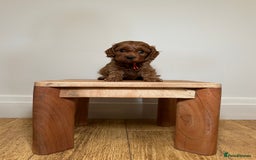Cavapoo dogs for sale: F1 Cavapoo puppies.  - Image 13