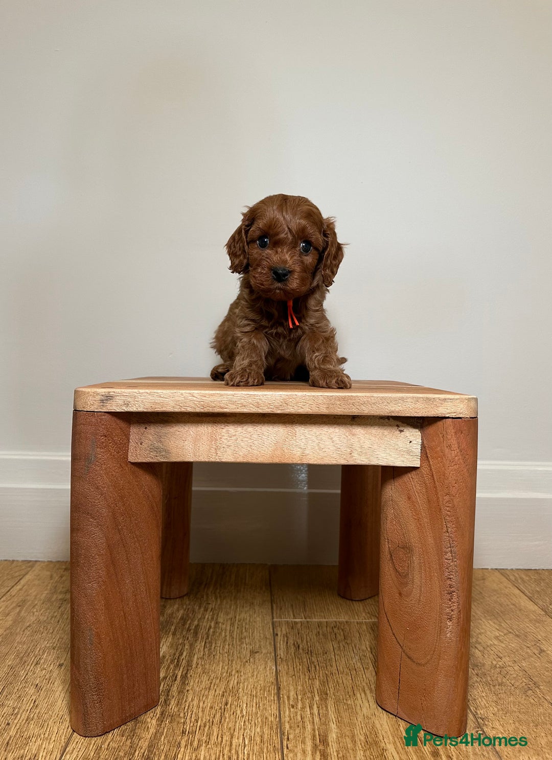 Cavapoo dogs for sale: F1 Cavapoo puppies.  - Image 13