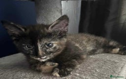 British Shorthair cats for sale: Mixed Russian Blue - British shorthair kittens  - Image 12