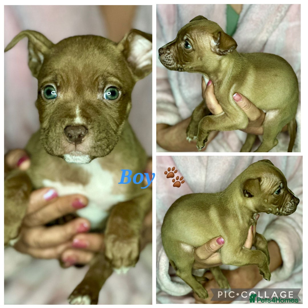 Mixed Breed dogs for sale: Siberian Husky x Pocket Bully's - Advert 16