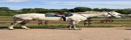 Irish Draught horses for sale: The ‘Hero’ We All Need  - Advert 5