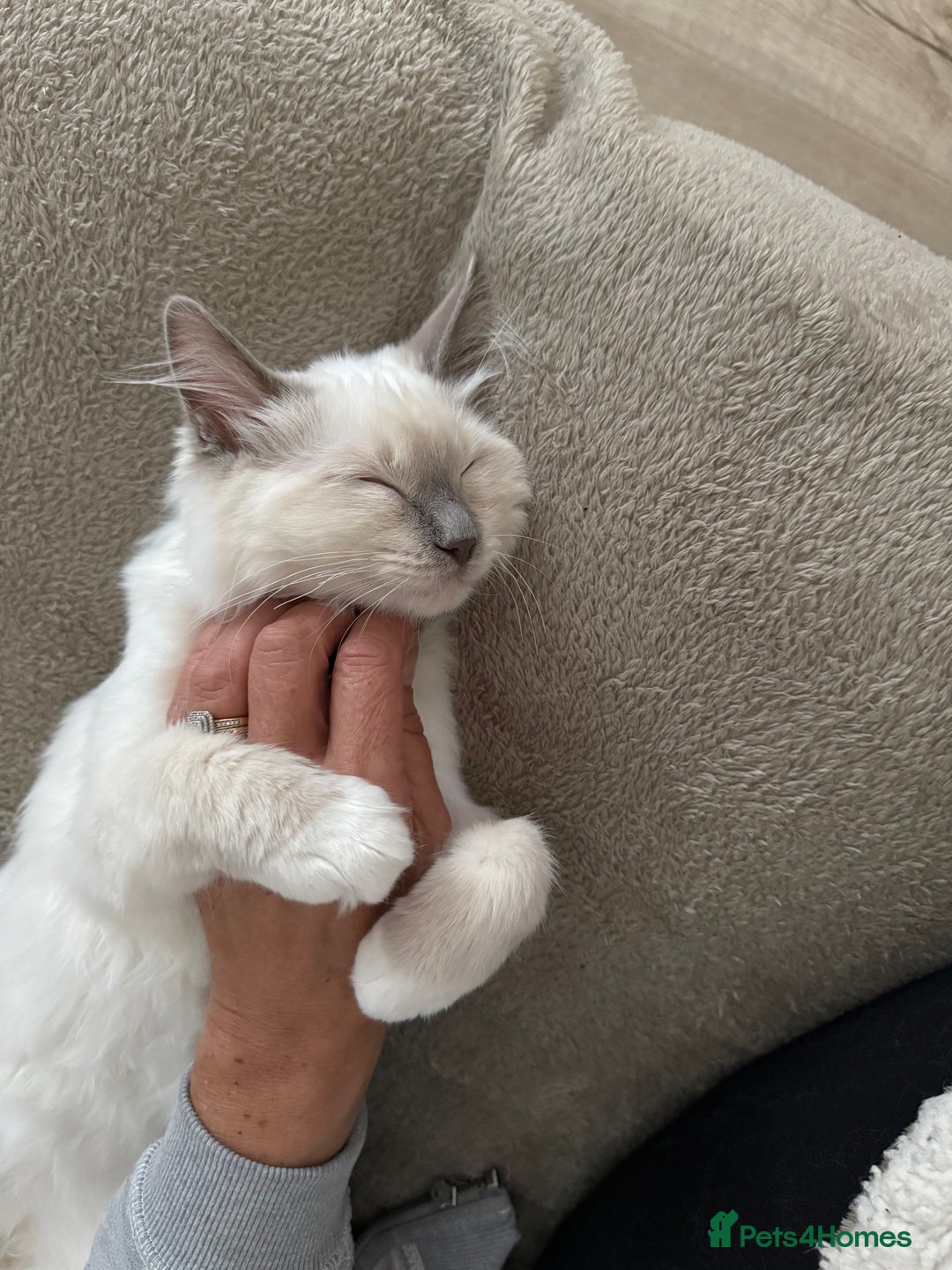 Ragdoll cats for sale: Stunning Lilac Mitted Ragdoll.  Affectionate ❤️ - Image 2