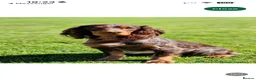Cocker Spaniel dogs for sale: Working Cocker Spaniel Puppies  - Advert 9