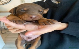 Dobermann dogs for sale: 9 KC Reg pedigree Doberman puppies - Image 12