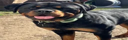 Rottweiler dogs for sale: Nellie - Advert 3