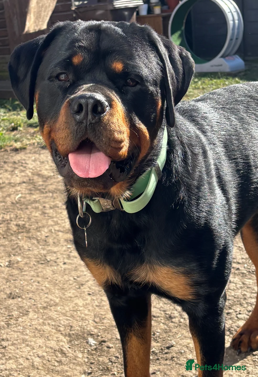 Rottweiler dogs for sale: Nellie - Advert 3