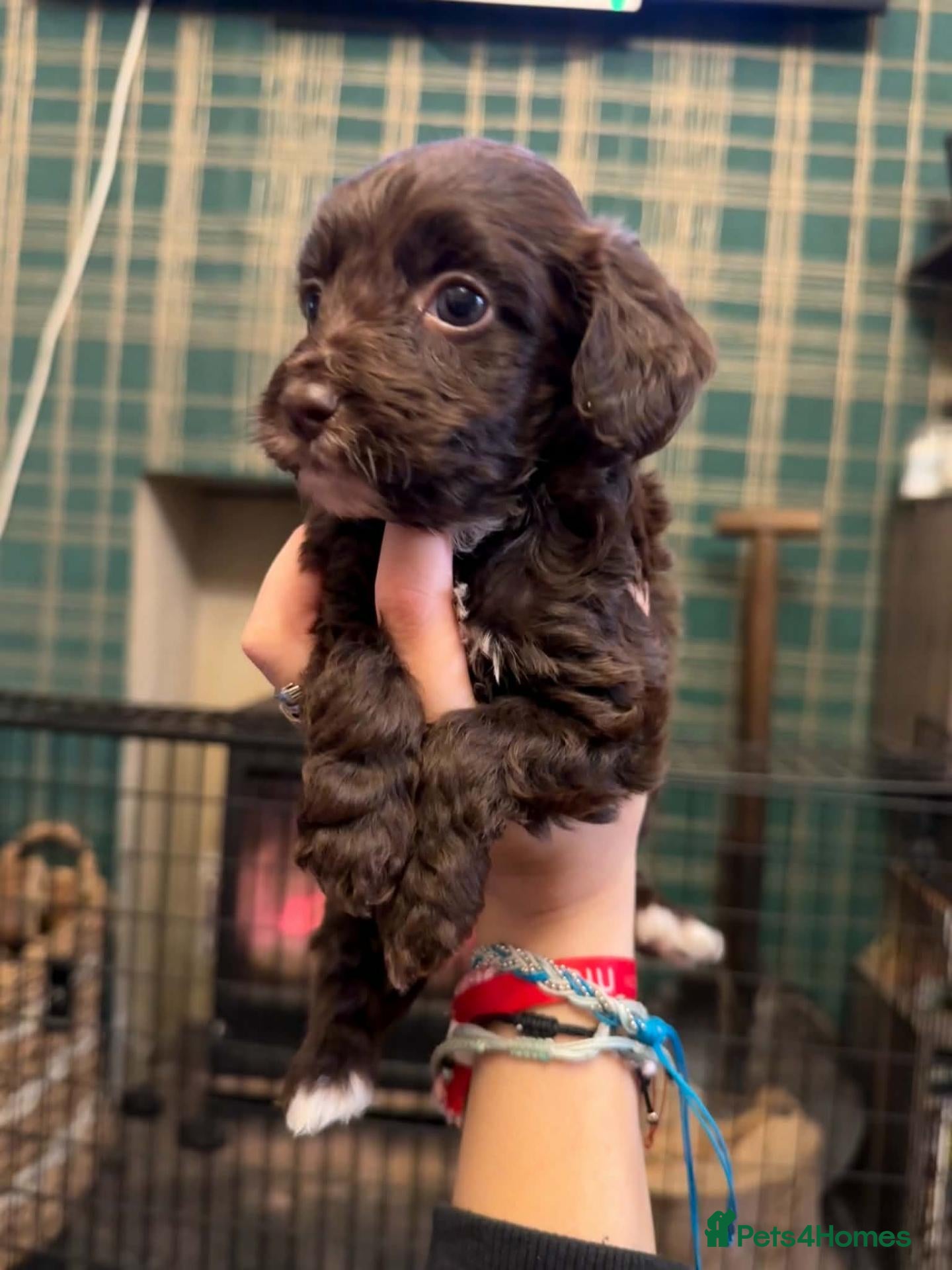 Cockapoo dogs Beautiful Cockapoo Puppies 1 Boy 3 Girls remaining - Advert 1