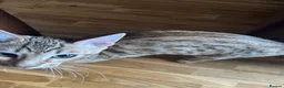 Bengal cats for sale: Bengal kittens  - Advert 15