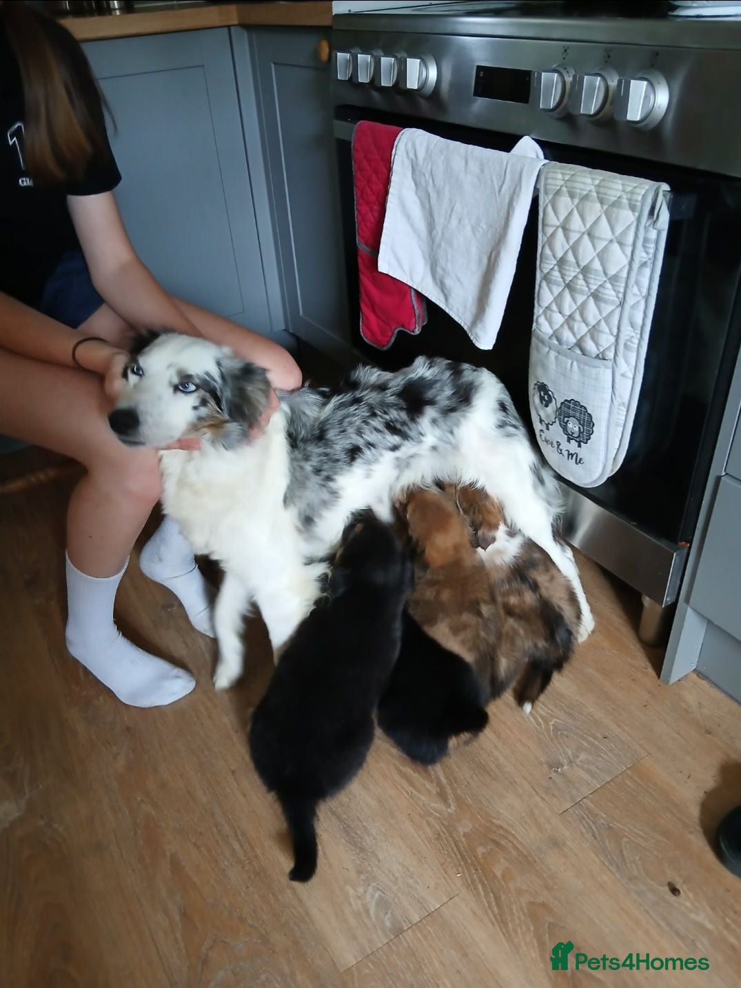 Border Collie dogs Beautiful border collie puppies  - Advert 1