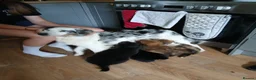 Border Collie dogs for sale: Beautiful border collie puppies  - Advert 1