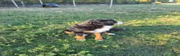 Bernese Mountain Dog dogs for sale: Bernese Mountain Dog Female - Advert 2