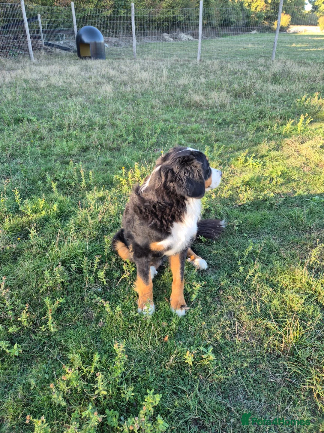 Bernese Mountain Dog dogs for sale: Bernese Mountain Dog Female - Advert 2