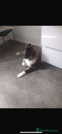 Akita dogs - Advert 18