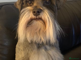 Miniature Schnauzer dogs - Advert 1