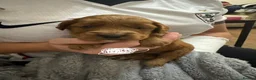Cockapoo dogs for sale: 9 beautiful f1b cockapoo puppies!! in Stoke-on-Trent - Advert 3