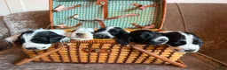 Cocker Spaniel dogs for sale: Kc registered showtype cocker spaniel puppies - Advert 38
