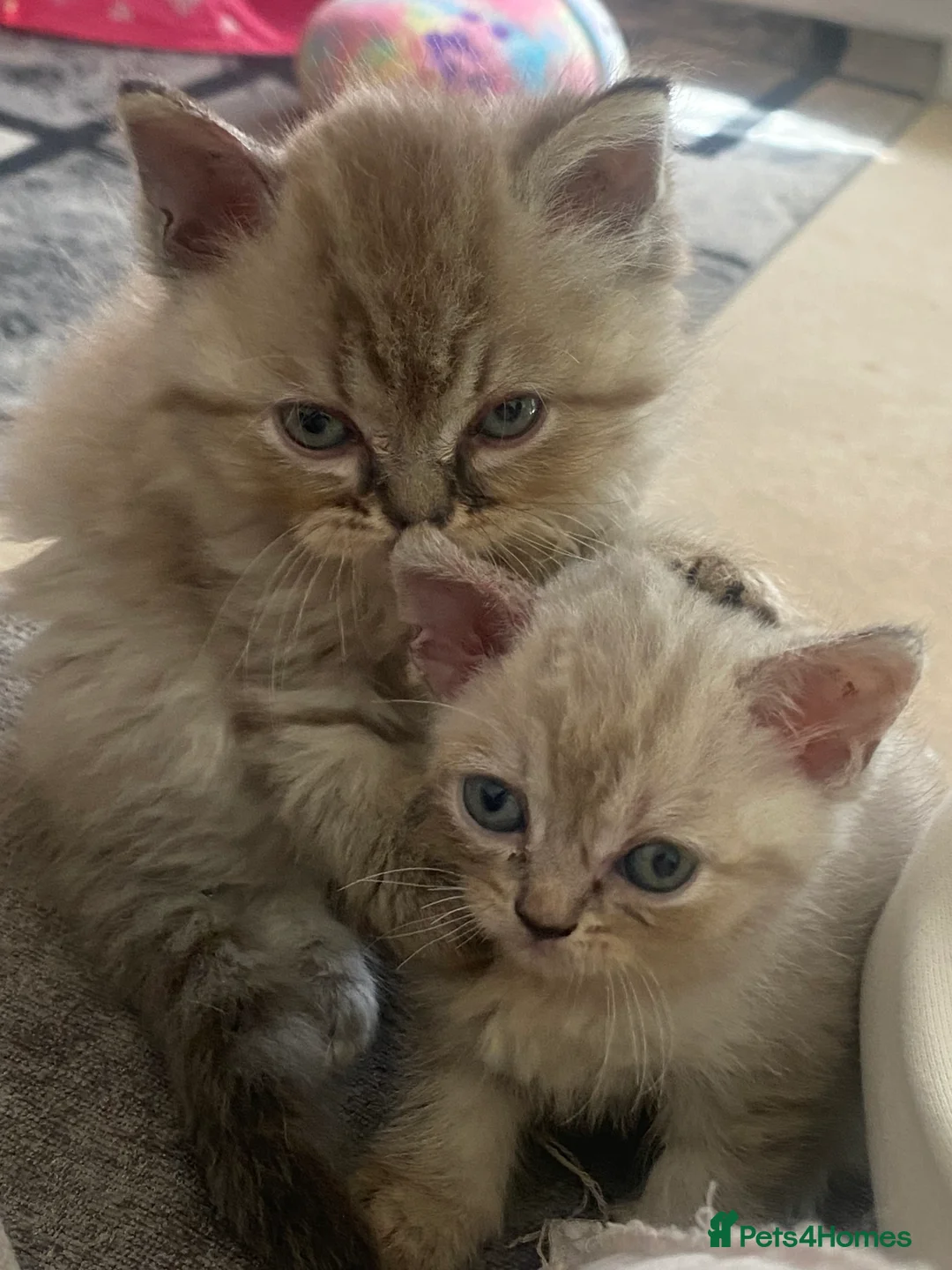Mixed Breed cats for sale: Gorgeous mixed breed grey fluffy kittens  - Advert 9