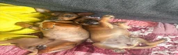 Mixed Breed dogs for sale: Boy and girl puppy  in London - Advert 6