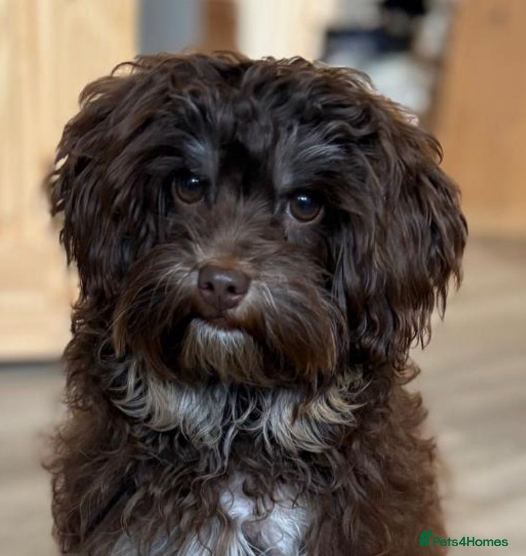 Toy Poodle dogs for stud: TINY KC PARTI TOY POODLE STUD HEALTH TESTED - Advert 9