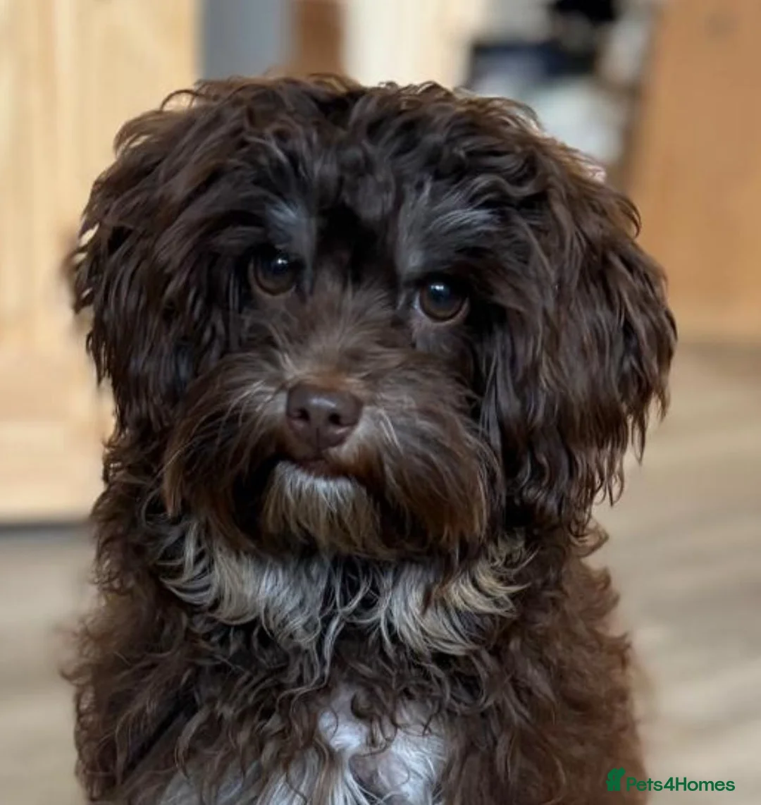 Toy Poodle dogs for stud: TINY KC PARTI TOY POODLE STUD HEALTH TESTED - Advert 9