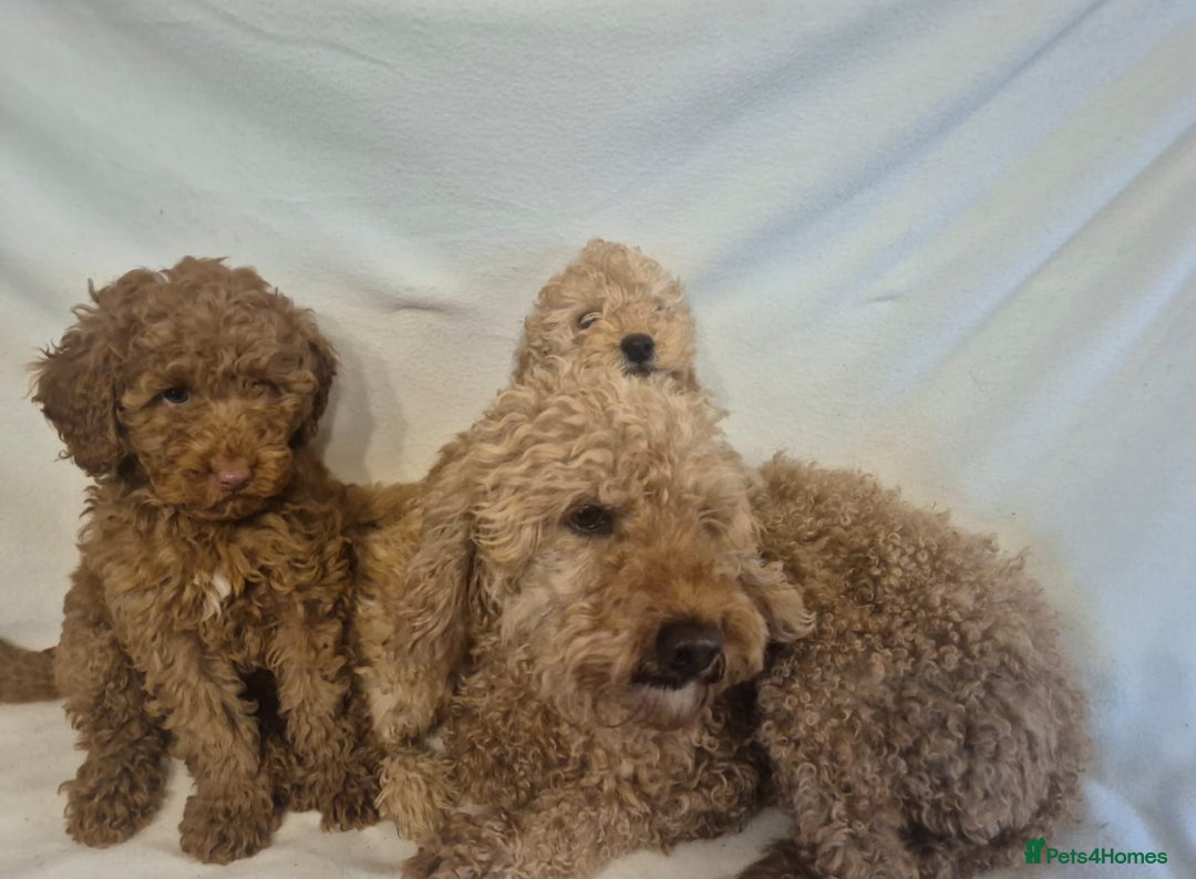 Cavapoo dogs for sale: Extensively Health Tested F1BB Cavapoo Puppies - Image 15
