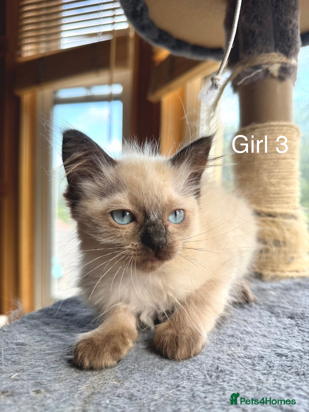 Ragdoll cats for sale: 4 beautiful ragdoll kittens  - Image 25