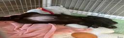 Labrador Retriever dogs for sale: Gorgeous girl needing a home - Advert 10