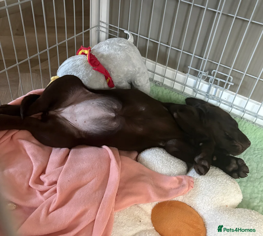Labrador Retriever dogs for sale: Gorgeous girl needing a home - Advert 10