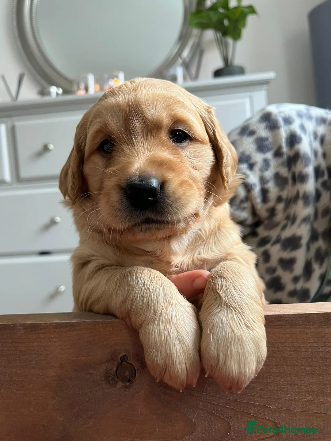 Golden Retriever dogs for stud: PROVEN & HEALTH TESTED Dark Red KC Retriever Stud - Advert 21