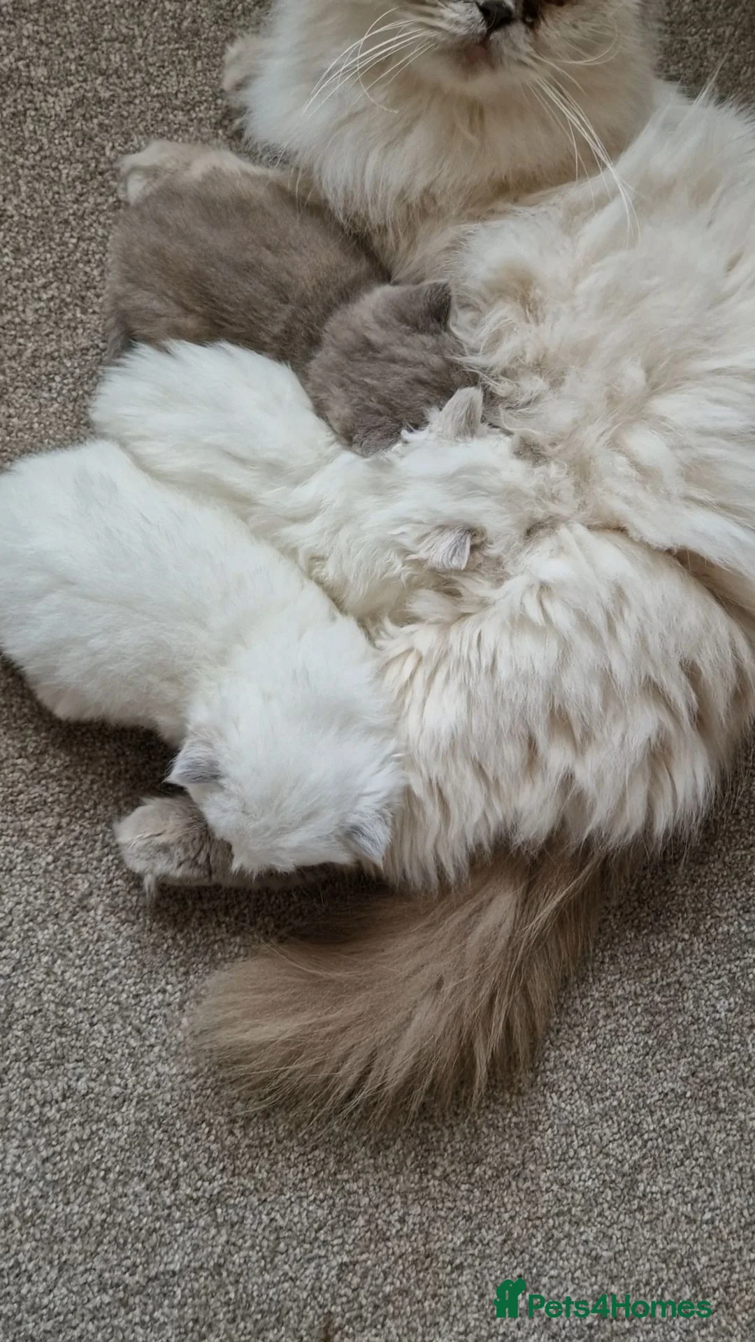 British Shorthair cats for sale: Female Lilac Tortie kitten British Shorthair - Advert 2